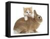 Ginger-And-White Kitten and Sandy Netherland Dwarf-Cross Rabbit-Mark Taylor-Framed Stretched Canvas