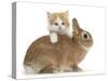 Ginger-And-White Kitten and Sandy Netherland Dwarf-Cross Rabbit-Mark Taylor-Stretched Canvas