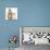 Ginger-And-White Kitten and Sandy Netherland Dwarf-Cross Rabbit-Mark Taylor-Photographic Print displayed on a wall