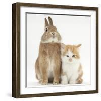 Ginger-And-White Kitten and Sandy Netherland Dwarf-Cross Rabbit-Mark Taylor-Framed Photographic Print