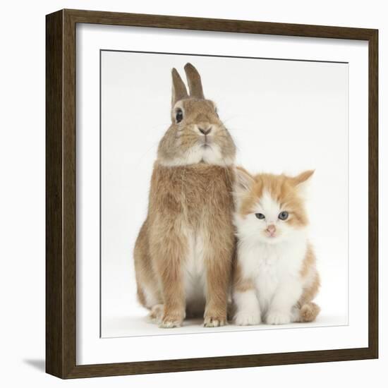 Ginger-And-White Kitten and Sandy Netherland Dwarf-Cross Rabbit-Mark Taylor-Framed Photographic Print