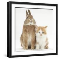 Ginger-And-White Kitten and Sandy Netherland Dwarf-Cross Rabbit-Mark Taylor-Framed Photographic Print