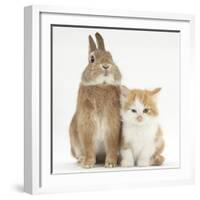 Ginger-And-White Kitten and Sandy Netherland Dwarf-Cross Rabbit-Mark Taylor-Framed Photographic Print