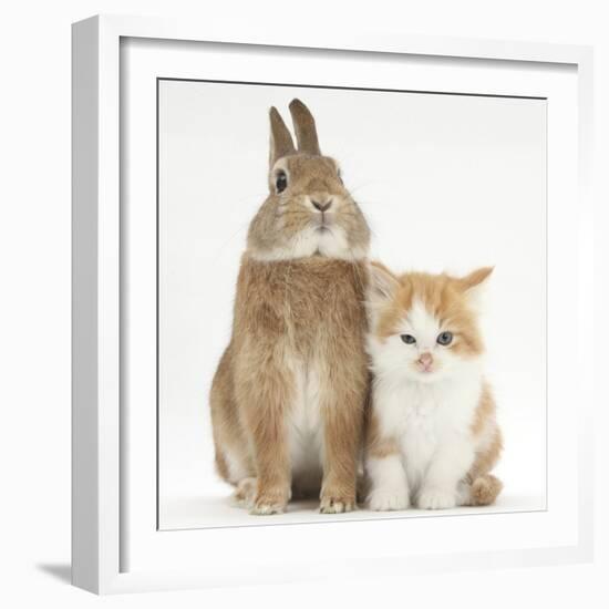 Ginger-And-White Kitten and Sandy Netherland Dwarf-Cross Rabbit-Mark Taylor-Framed Photographic Print