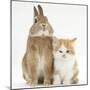 Ginger-And-White Kitten and Sandy Netherland Dwarf-Cross Rabbit-Mark Taylor-Mounted Photographic Print