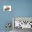 Ginger-And-White Kitten and Sandy Netherland Dwarf-Cross Rabbit-Mark Taylor-Photographic Print displayed on a wall