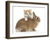 Ginger-And-White Kitten and Sandy Netherland Dwarf-Cross Rabbit-Mark Taylor-Framed Photographic Print