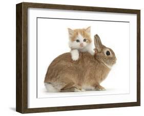 Ginger-And-White Kitten and Sandy Netherland Dwarf-Cross Rabbit-Mark Taylor-Framed Photographic Print
