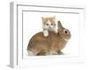 Ginger-And-White Kitten and Sandy Netherland Dwarf-Cross Rabbit-Mark Taylor-Framed Photographic Print