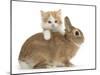 Ginger-And-White Kitten and Sandy Netherland Dwarf-Cross Rabbit-Mark Taylor-Mounted Photographic Print