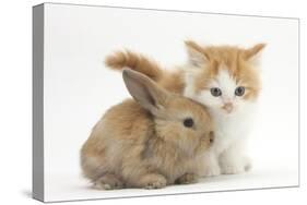 Ginger-And-White Kitten Baby Rabbit-Mark Taylor-Stretched Canvas