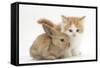Ginger-And-White Kitten Baby Rabbit-Mark Taylor-Framed Stretched Canvas