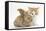 Ginger-And-White Kitten Baby Rabbit-Mark Taylor-Framed Stretched Canvas