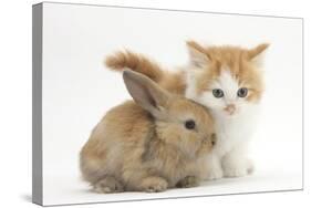 Ginger-And-White Kitten Baby Rabbit-Mark Taylor-Stretched Canvas