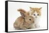 Ginger-And-White Kitten Baby Rabbit-Mark Taylor-Framed Stretched Canvas