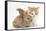 Ginger-And-White Kitten Baby Rabbit-Mark Taylor-Framed Stretched Canvas