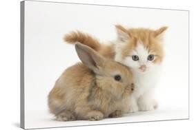 Ginger-And-White Kitten Baby Rabbit-Mark Taylor-Stretched Canvas