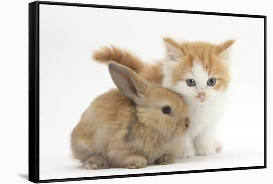 Ginger-And-White Kitten Baby Rabbit-Mark Taylor-Framed Stretched Canvas