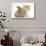 Ginger-And-White Kitten Baby Rabbit-Mark Taylor-Stretched Canvas displayed on a wall