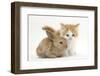 Ginger-And-White Kitten Baby Rabbit-Mark Taylor-Framed Premium Photographic Print