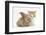 Ginger-And-White Kitten Baby Rabbit-Mark Taylor-Framed Premium Photographic Print