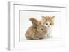 Ginger-And-White Kitten Baby Rabbit-Mark Taylor-Framed Premium Photographic Print