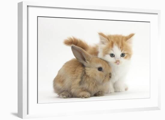 Ginger-And-White Kitten Baby Rabbit-Mark Taylor-Framed Photographic Print