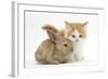 Ginger-And-White Kitten Baby Rabbit-Mark Taylor-Framed Photographic Print