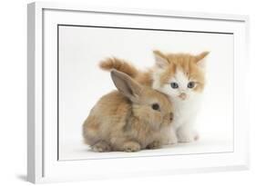 Ginger-And-White Kitten Baby Rabbit-Mark Taylor-Framed Photographic Print