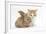 Ginger-And-White Kitten Baby Rabbit-Mark Taylor-Framed Photographic Print