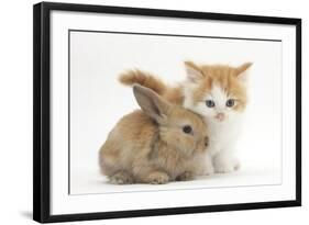 Ginger-And-White Kitten Baby Rabbit-Mark Taylor-Framed Photographic Print