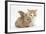 Ginger-And-White Kitten Baby Rabbit-Mark Taylor-Framed Photographic Print