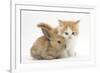 Ginger-And-White Kitten Baby Rabbit-Mark Taylor-Framed Photographic Print