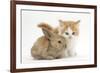 Ginger-And-White Kitten Baby Rabbit-Mark Taylor-Framed Photographic Print