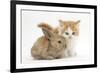 Ginger-And-White Kitten Baby Rabbit-Mark Taylor-Framed Photographic Print