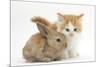 Ginger-And-White Kitten Baby Rabbit-Mark Taylor-Mounted Photographic Print