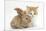 Ginger-And-White Kitten Baby Rabbit-Mark Taylor-Mounted Photographic Print