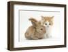 Ginger-And-White Kitten Baby Rabbit-Mark Taylor-Framed Photographic Print