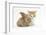 Ginger-And-White Kitten Baby Rabbit-Mark Taylor-Framed Photographic Print