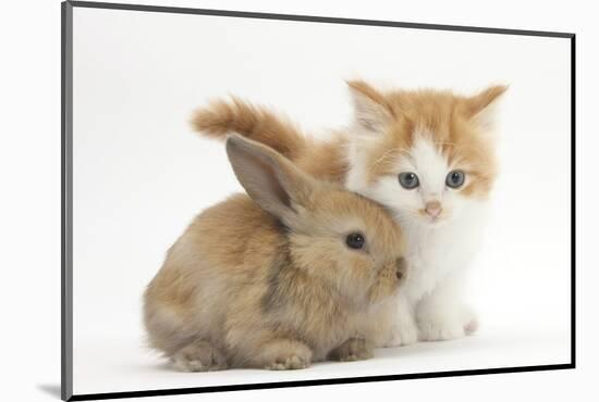 Ginger-And-White Kitten Baby Rabbit-Mark Taylor-Mounted Photographic Print
