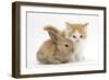 Ginger-And-White Kitten Baby Rabbit-Mark Taylor-Framed Photographic Print