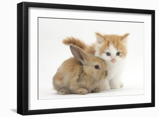 Ginger-And-White Kitten Baby Rabbit-Mark Taylor-Framed Photographic Print