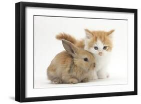 Ginger-And-White Kitten Baby Rabbit-Mark Taylor-Framed Photographic Print