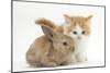 Ginger-And-White Kitten Baby Rabbit-Mark Taylor-Mounted Photographic Print