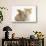 Ginger-And-White Kitten Baby Rabbit-Mark Taylor-Stretched Canvas displayed on a wall