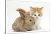 Ginger-And-White Kitten Baby Rabbit-Mark Taylor-Stretched Canvas
