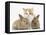 Ginger-And-White Kitten Baby Rabbits-Mark Taylor-Framed Stretched Canvas