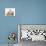 Ginger-And-White Kitten Baby Rabbits-Mark Taylor-Stretched Canvas displayed on a wall