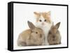 Ginger-And-White Kitten Baby Rabbits-Mark Taylor-Framed Stretched Canvas