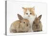 Ginger-And-White Kitten Baby Rabbits-Mark Taylor-Stretched Canvas